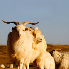 Men's 100% Pure Wool Business Casual High-end Warm Half Turtleneck Sweater